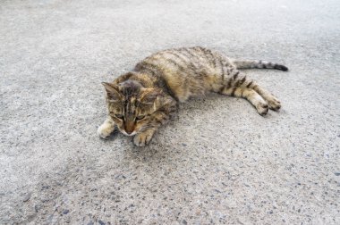 바닥에 누워 고양이 