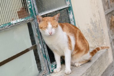 Pencere dışında uyuyan kedi