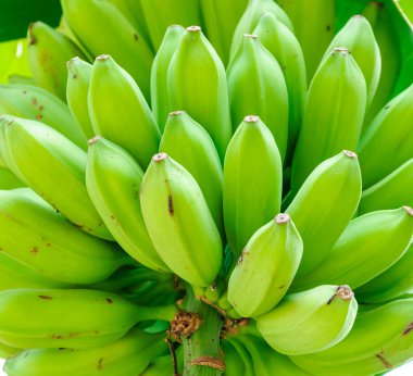 Genç yeşil muz ağacı üzerinde