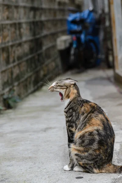 Yawning cat in street — Stock Photo, Image