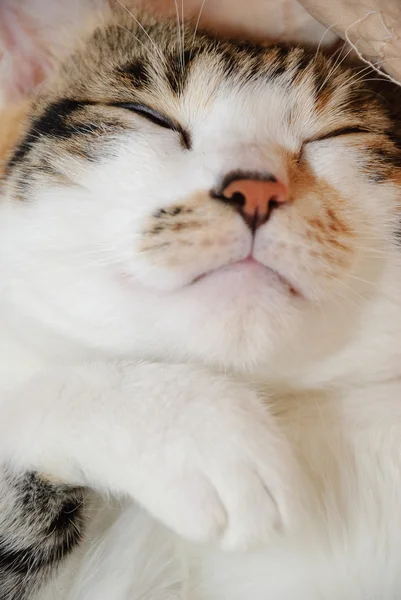 Portrét Ospalá Kočka — Stock fotografie