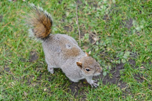Eichhörnchen Grünen Gras — Stockfoto