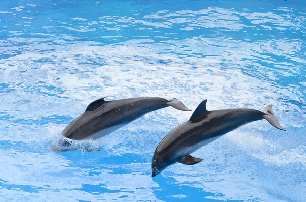 宽吻海豚跳跃从蓝色水 — 图库照片