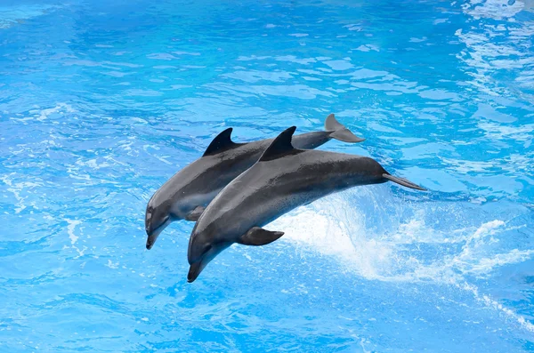 Ugrás a kék víz palackorrú delfin — Stock Fotó