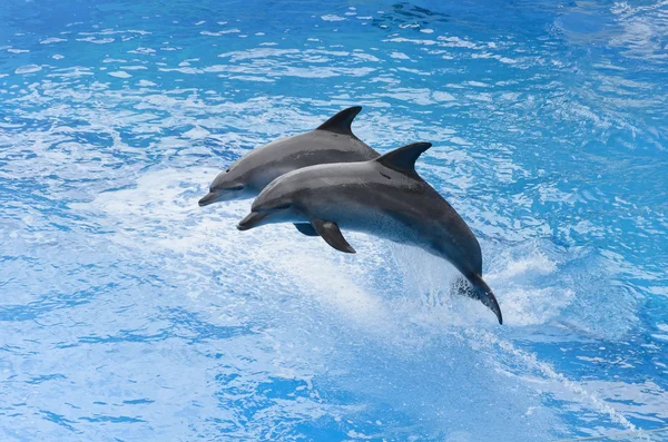 Golfinho-de-garrafa saltando da água azul — Fotografia de Stock