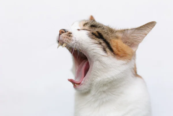 Gähnende Katze vor weißem Hintergrund — Stockfoto