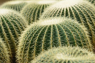 «Ana sayfa» altın top kaktüs görünümünü / Echinocactus grusonii