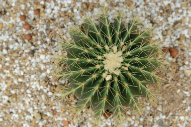 «Ana sayfa» altın top kaktüs görünümünü / Echinocactus grusonii