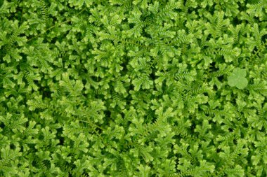 Sorunsuz yaprak desen (Selaginella kraussiana)