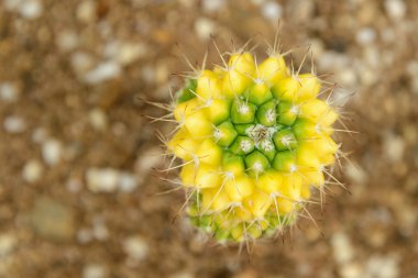 Güney Amerika Gymnocalycium friedrichii