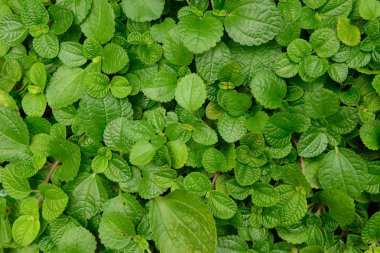 Sorunsuz yaprak desen arka plan