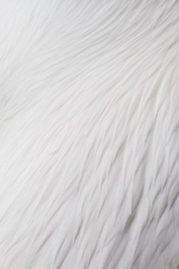 Beyaz tüy desen arka plan