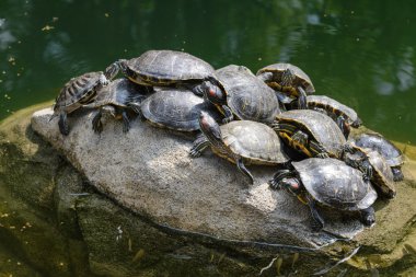 Kırmızı kulaklı kaymak (Trachemys scripta elegans) havuzda grup