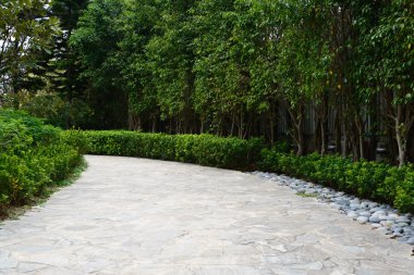 Her iki tarafında çam ağacı ile taş yol