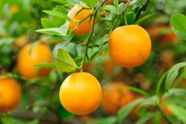 Kaffir kireç (limau purut, jeruk purut veya makrut kireç, Kabuyao (Cabuyao)) 