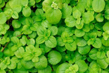 Pilea nummulariifolia (Sürünen Charlie) arka planı