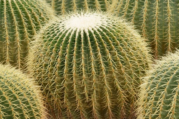 Top View Golden Ball Cactus Echinocactus Grusonii — Stock Photo, Image