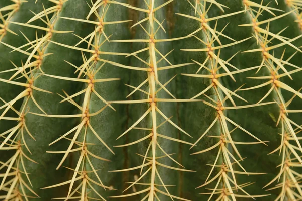 Золотой Шар Кактуса Felinocactus Grusonii — стоковое фото