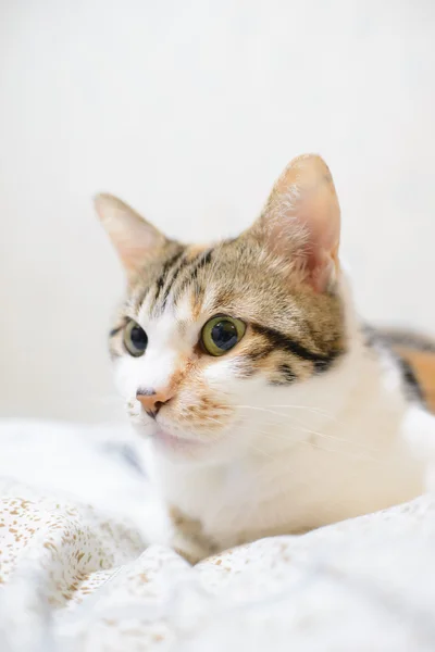 Gato sentado na cama — Fotografia de Stock