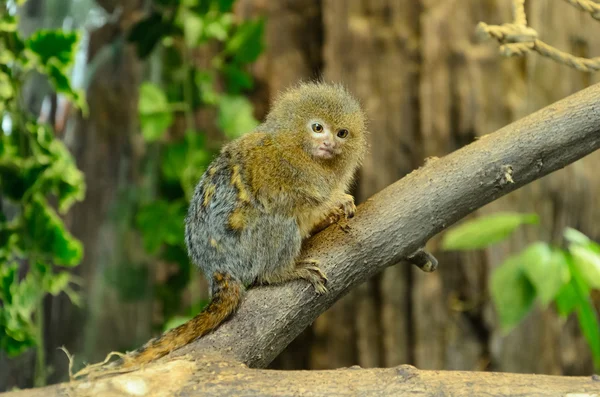 Cebuella Pygmaea Μικρότερο Μαϊμούδες Στον Κόσμο Στο Δέντρο — Φωτογραφία Αρχείου