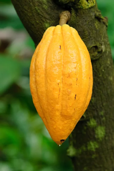 Ağaçta büyüyen Cacao