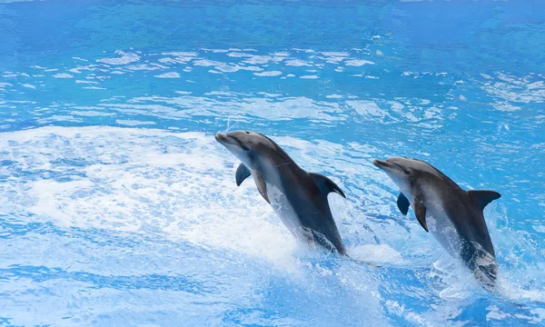 Große Tümmler springen aus blauem Wasser — Stockfoto