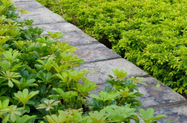 Bahçedeki taş geçit.