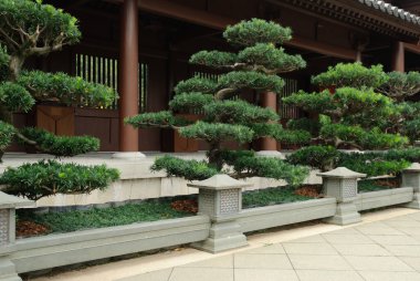 Taş yol çam ağacı ile