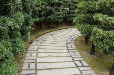 Her iki tarafında çam ağacı ile taş yol