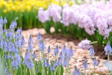 Pembe, sarı ve mor çiçek alanı