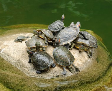 Kırmızı kulaklı kaymak (Trachemys scripta elegans) havuzda grup