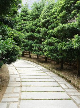 Her iki tarafında çam ağacı ile taş yol