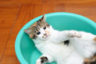 Tepside kızgın kedi