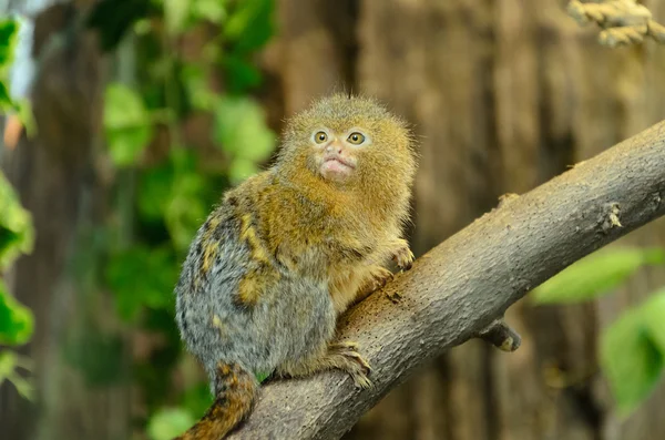 Cebuella Pygmaea 世界上最小的猴子 在树上 — 图库照片