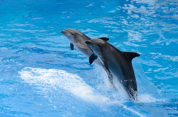 Ugrás a kék víz palackorrú delfin — Stock Fotó