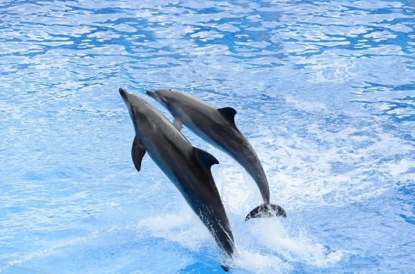 Flasknosdelfin hoppa från blått vatten — Stockfoto