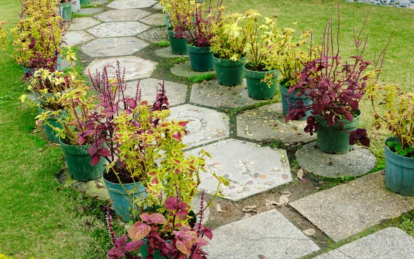 Camino Jardín Con Plantas Maceta — Foto de Stock