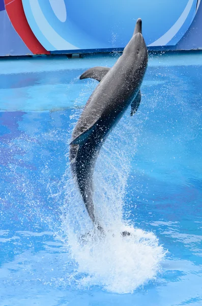 Ugrás a kék víz palackorrú delfin — Stock Fotó