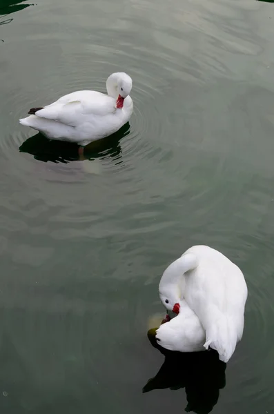 White Swan Pool — стоковое фото