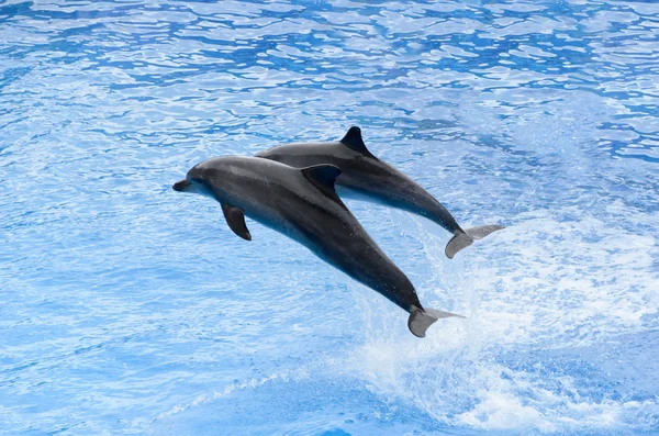 宽吻海豚跳跃从蓝色水 — 图库照片