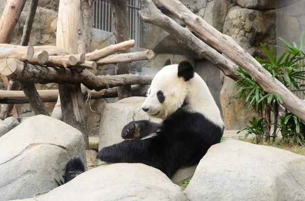 Cute Panda having bamboo
