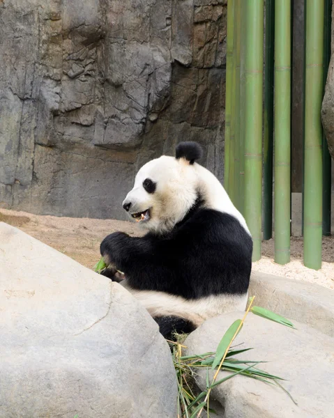 Симпатичная Панда Бамбуком — стоковое фото