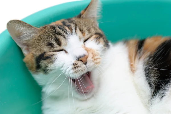 Gato bocejo na bandeja — Fotografia de Stock