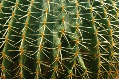 Altın Top kaktüs / Echinocactus grusonii