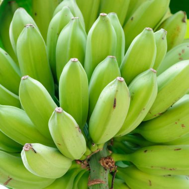 Genç yeşil muz ağacı üzerinde