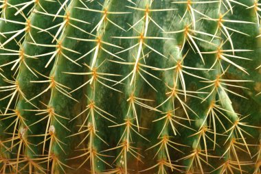 Altın Top kaktüs / Echinocactus grusonii