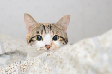 Akıllı kedi oturma yatakta