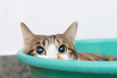 Utangaç kedi içinde tepsi seyir