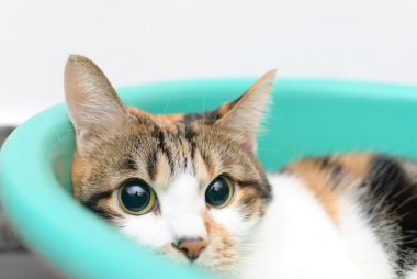 Utangaç kedi düz tepsisinde seyir