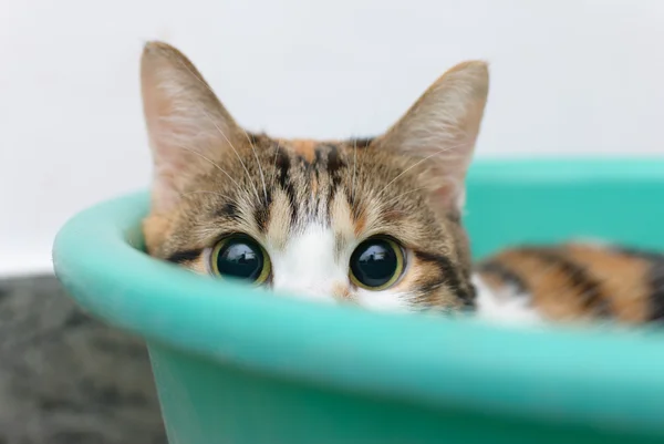 Tímido gato mirando directamente en bandeja —  Fotos de Stock
